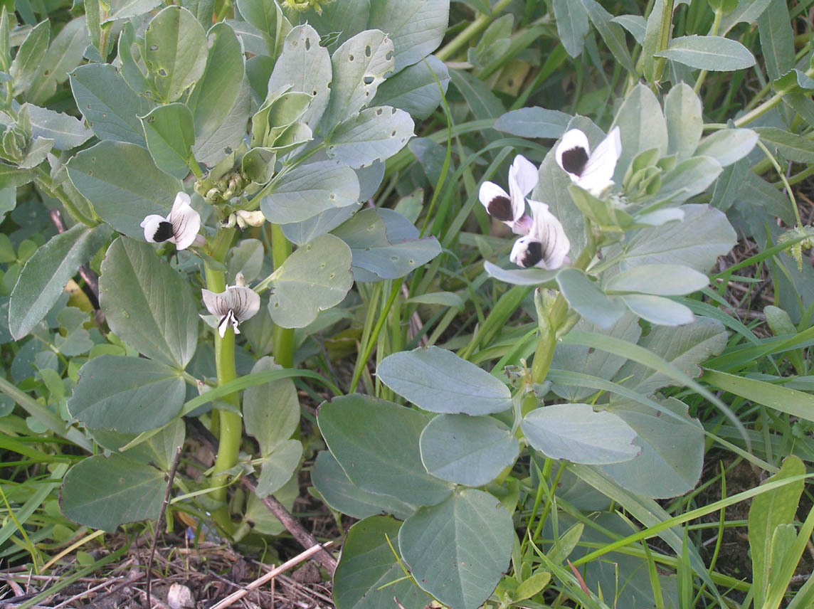 Vicia faba / Fava